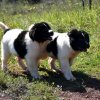 Chiot Landseer Faun et Combo z laderova